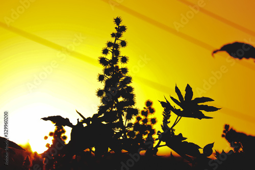 Green castor oil plant,castor plants and sunlight