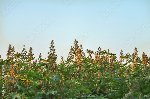 Canvastavla Ricinus communis (the castorbean or castor-oil-plant)