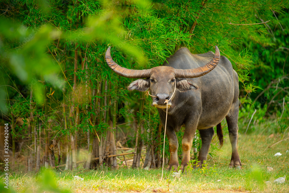 Naklejka premium buffalo