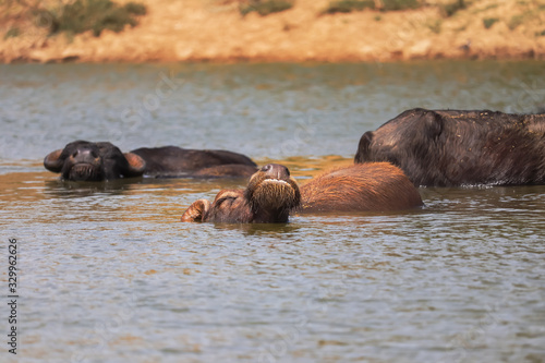 lus bubalis) or domestic water buffalo is a large bovid originating in the Indian subcontinent photo