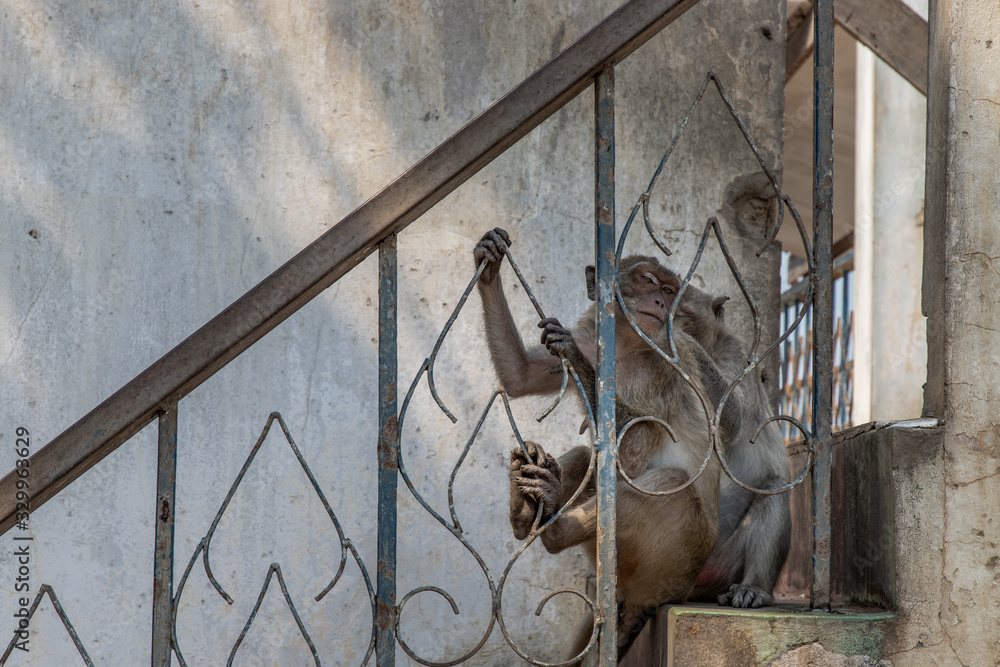 A monkey on an old iron railing.