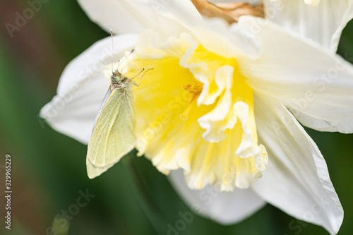 Cabbage White Butterfly sitting on daffodil