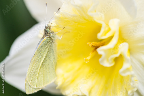 Close-up Cabbage White Butterfly on daffodil flower 