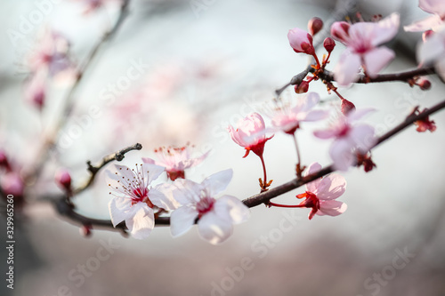 Cherry Blossom branch in spring