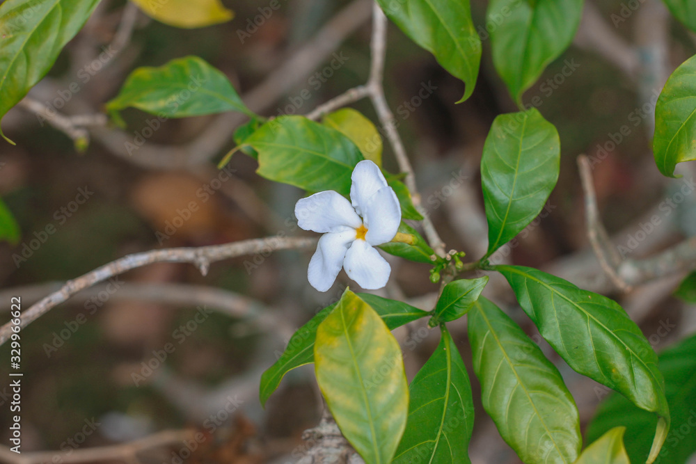 Fototapeta premium FLOR BLANCA