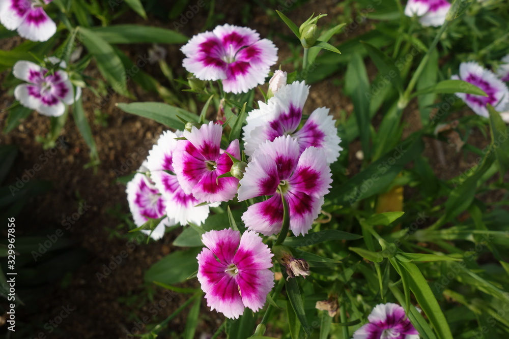 日本の白と紫の撫子の花