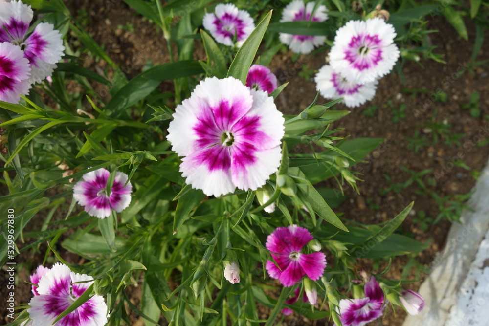 日本の白と紫の撫子の花 日本の白と紫の撫子の花