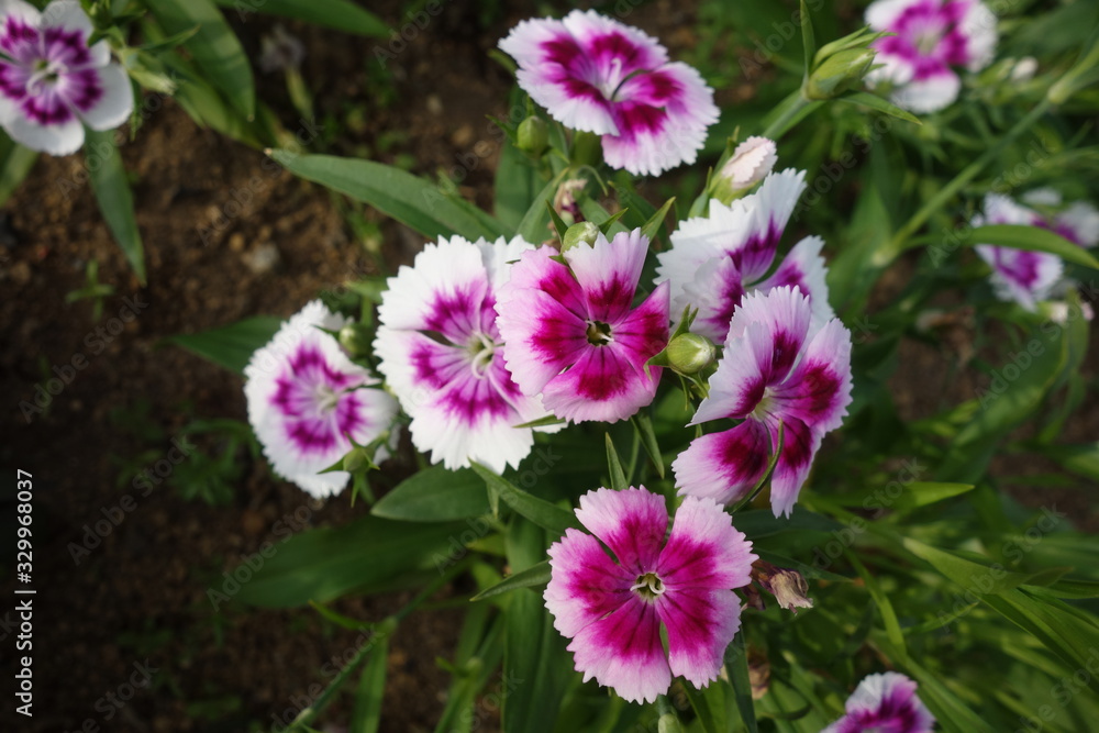 日本の白と紫の撫子の花 日本の白と紫の撫子の花