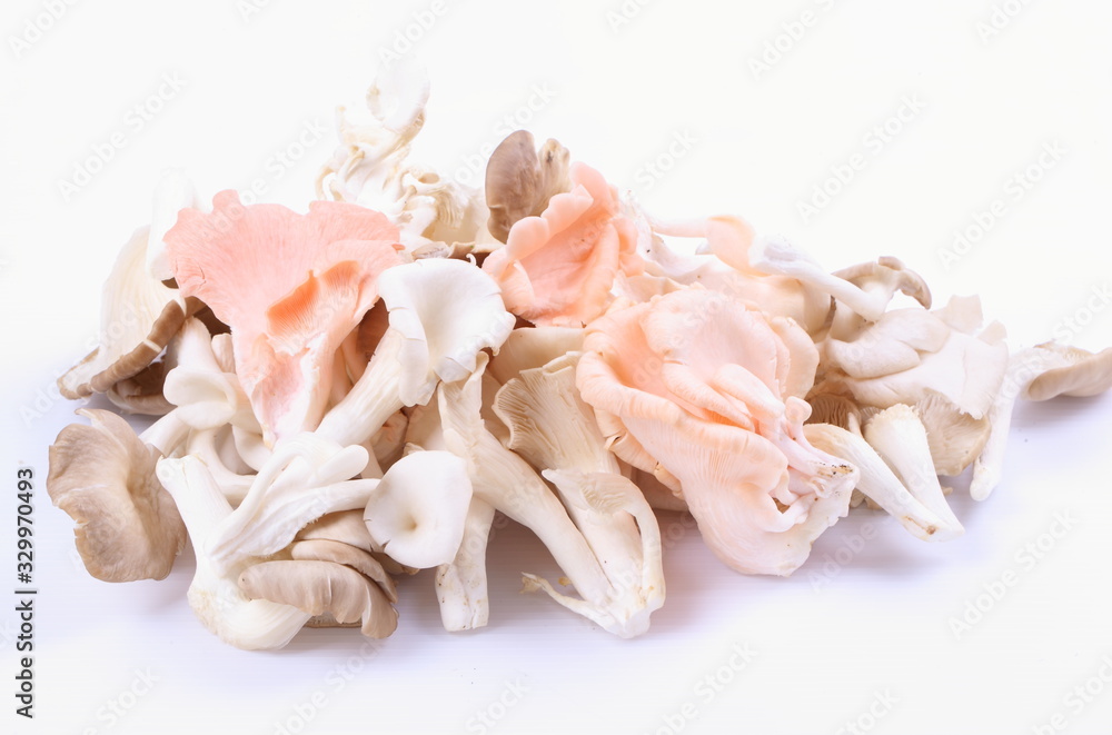 oyster mushrooms on a white background oyster mushrooms on a white background