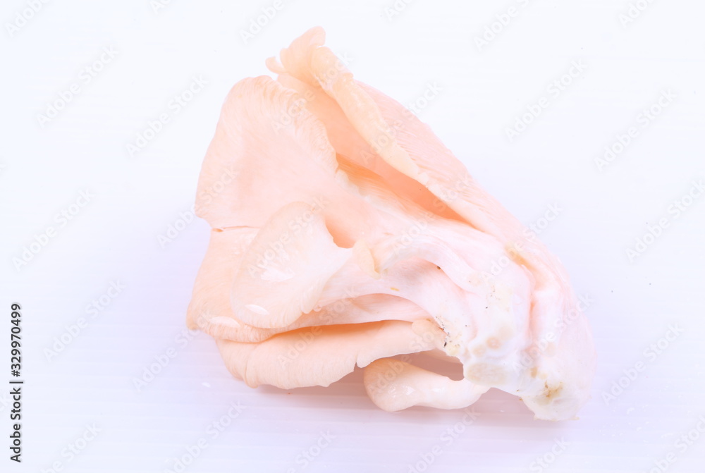 oyster mushrooms on a white background oyster mushrooms on a white background