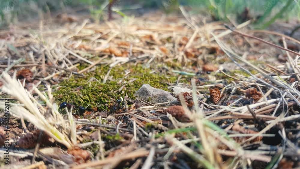 ants carrying twigs and straws on a path leading over a mossy ground, one ant going astray and then returning ants carrying twigs and straws on a path leading over a mossy ground, one ant going astray and then returning