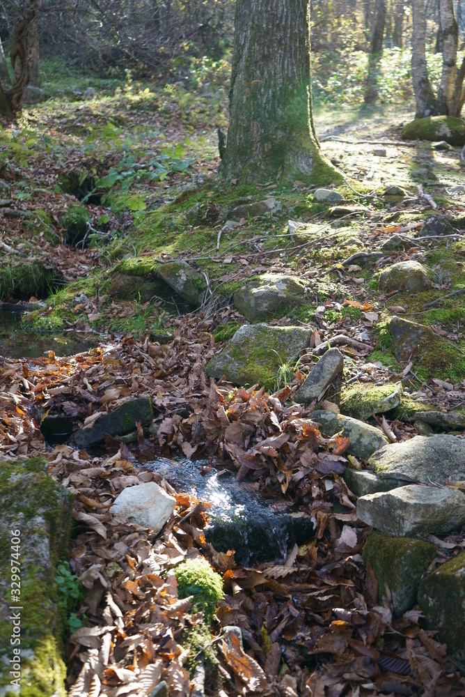 Japanese mountain stream and moss Japanese mountain stream and moss