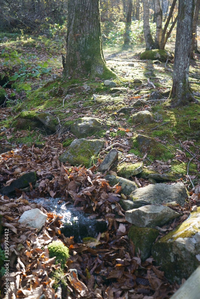 Japanese mountain stream and moss