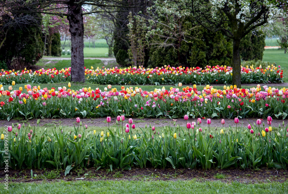 A field of colorful tulips