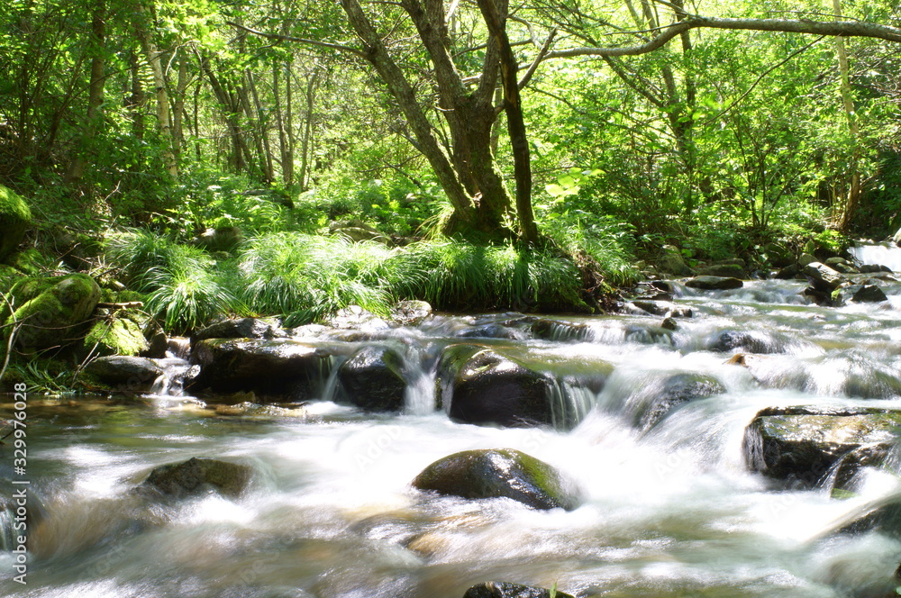 Japanese forest and mountain stream water Japanese forest and mountain stream water