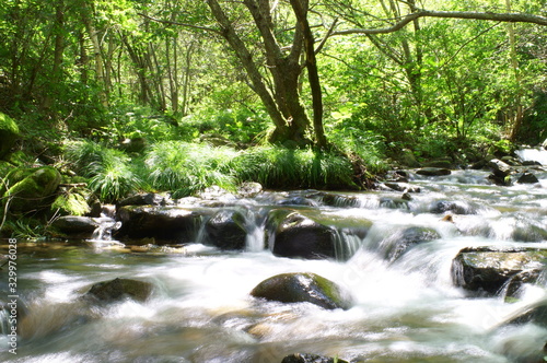Fototapeta Naklejka Na Ścianę i Meble -  Japanese forest and mountain stream water