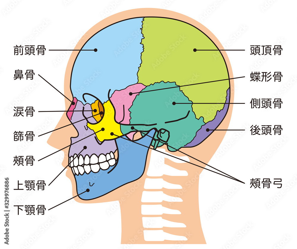 Obraz premium 頭蓋骨 頭部の骨 名称