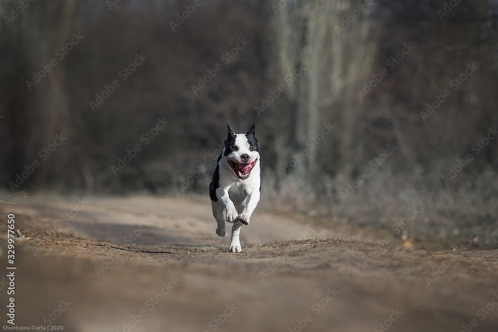 dog american staffordshire terrier