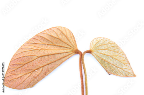 Green leaves of golden leaved liana (Bauhinia aureifolia K. & SSLarsen). photo