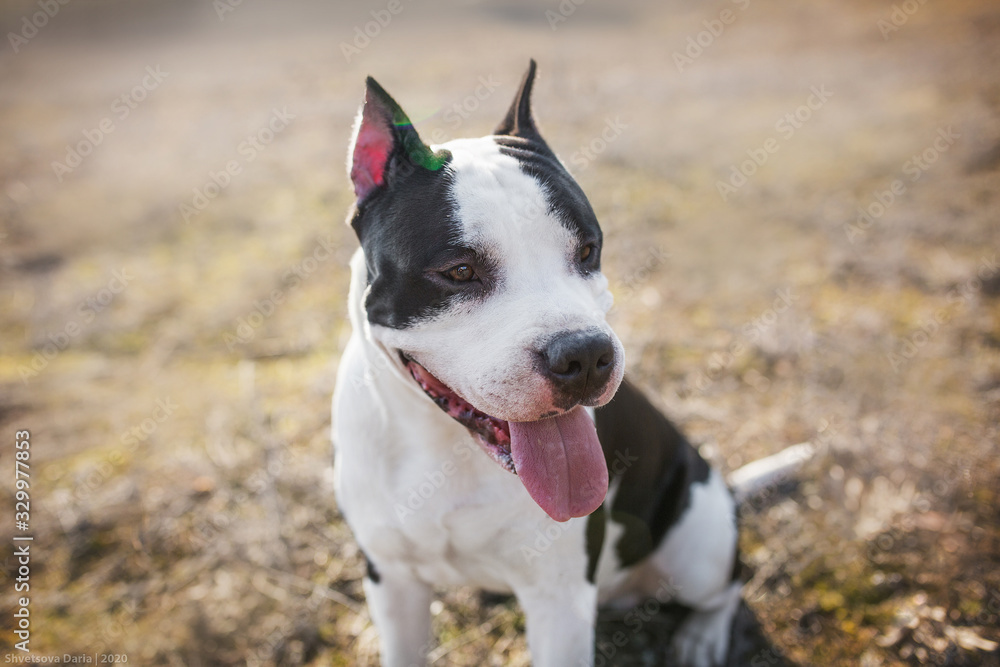 dog american staffordshire terrier