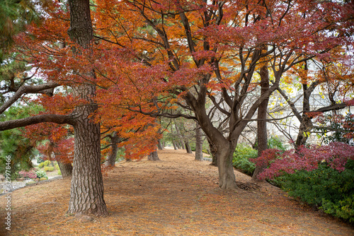 autumn leaves in a Japanese park