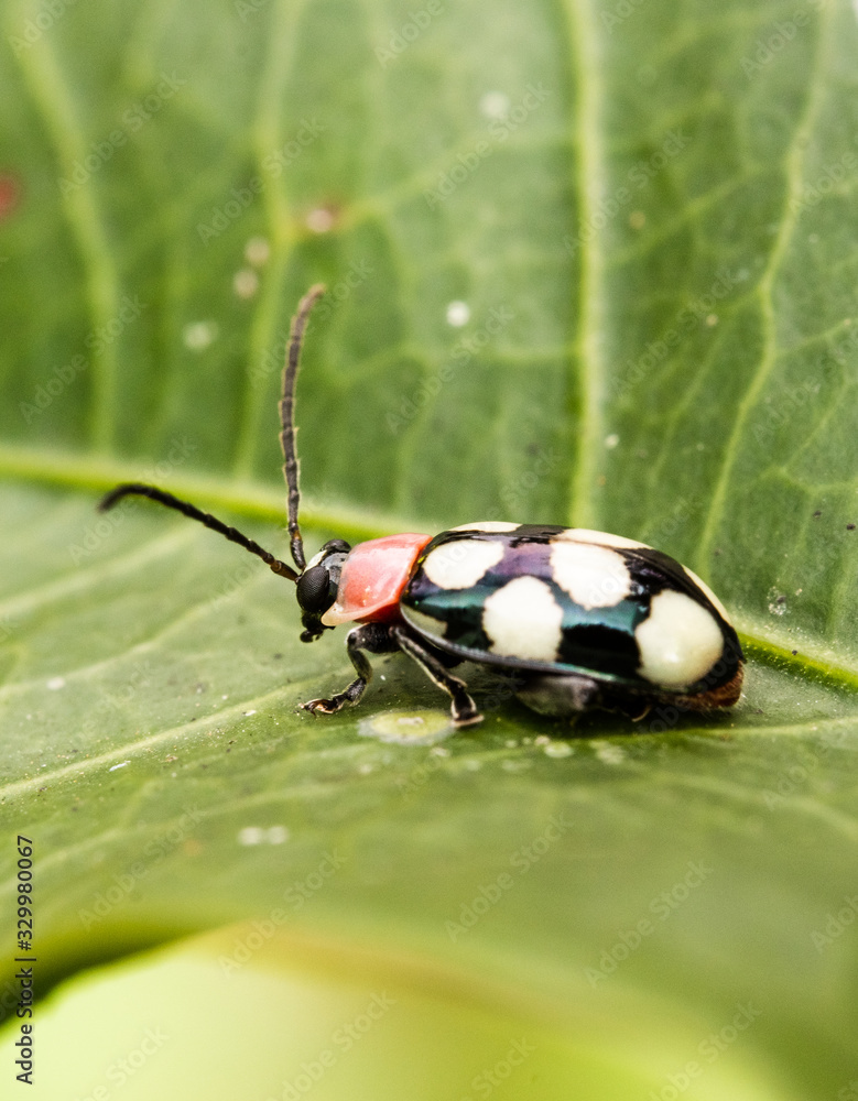 Naklejka premium ladybug black and white in a leaf