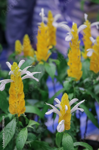 Lollipop plant or Golden shrimp plant in a garden.(Pachystachys lutea)Selective focus yellow flower. photo