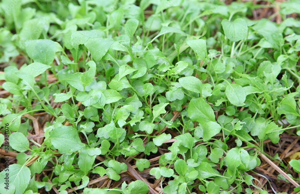 vegetables and plant nursery vegetables and plant nursery