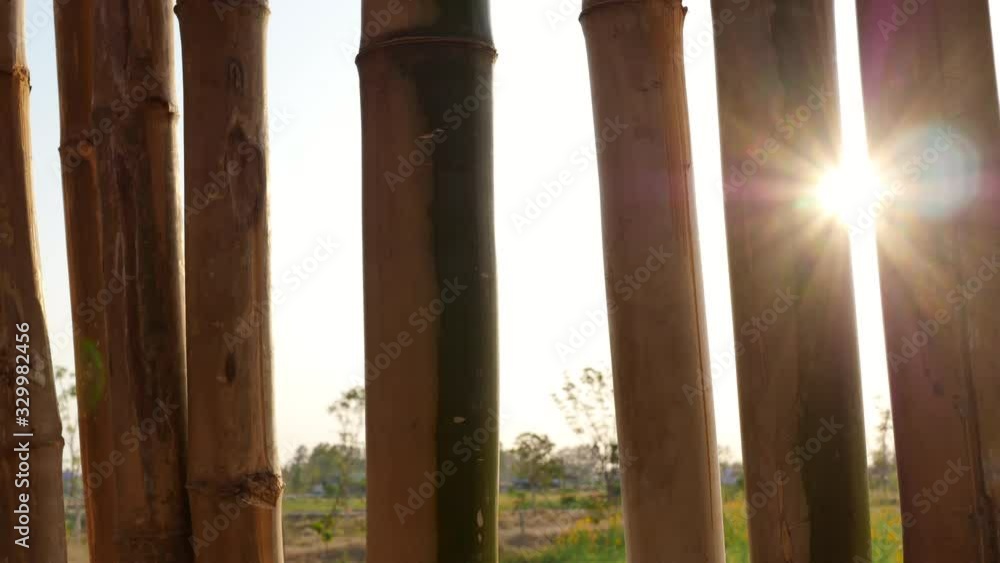 Sunshine light passing through the bamboo fence with moving camera shot, blank sky and flower field on background. Nature, relaxtion, lifestyle and inspiration concepts. Sunshine light passing through the bamboo fence with moving camera shot, blank sky and flower field on background. Nature, relaxtion, lifestyle and inspiration concepts.