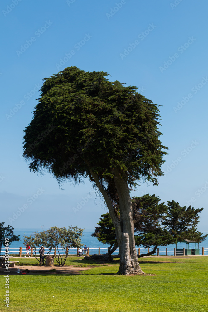 The last surviving Monterey Cypress (Cupressus macrocarpa) tree at ...