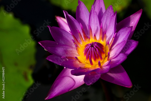 Close Up Top view Purple Beautiful Lotus Flower Blooming with Yellow Pollen
