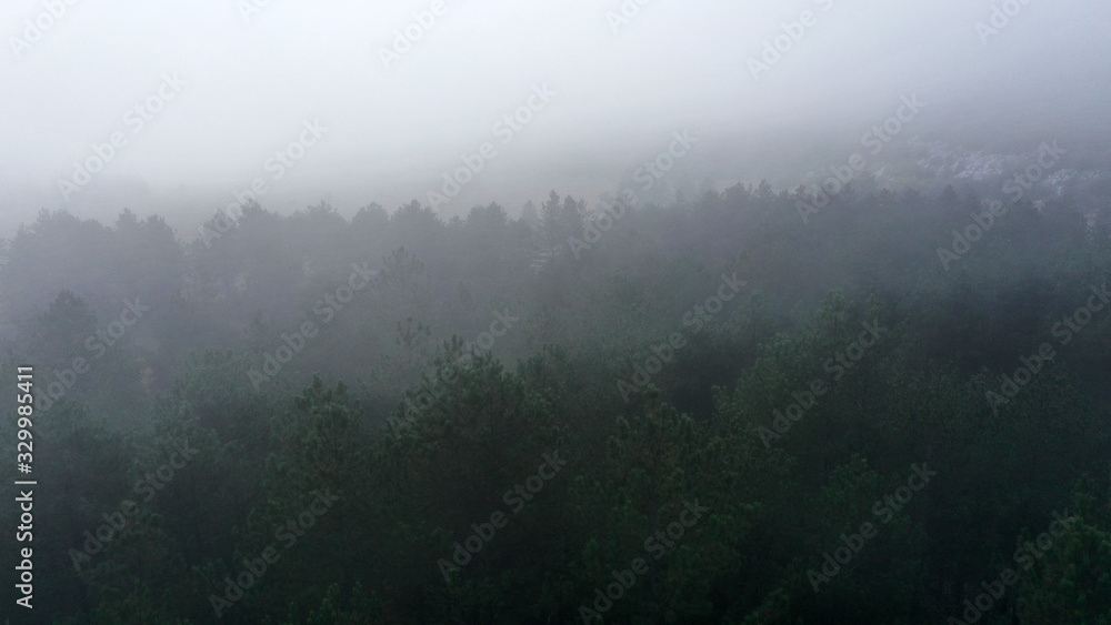 Obraz premium Aerial view of pine and fir-tree forest in mist early morning. Mysterious cloudy and foggy weather. Grahovo village, Montenegro nature. Drone flies in clouds above rare spruces. 4k.