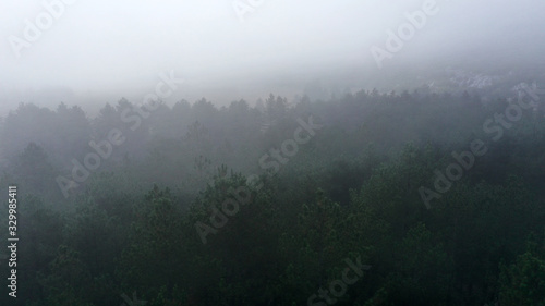 Aerial view of pine and fir-tree forest in mist early morning. Mysterious cloudy and foggy weather. Grahovo village, Montenegro nature. Drone flies in clouds above rare spruces. 4k. © dimabucci