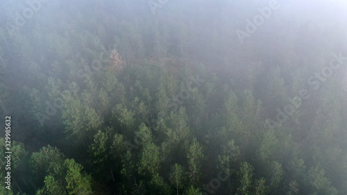 Aerial view of pine and fir-tree forest in mist early morning. Mysterious cloudy and foggy weather. Grahovo village, Montenegro nature. Drone flies in clouds above rare spruces. 4k. © dimabucci