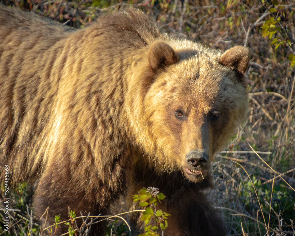 Beautiful grizzly bear seen in the Yukon Territory, off the side of the Alaska Highway Beautiful grizzly bear seen in the Yukon Territory, off the side of the Alaska Highway