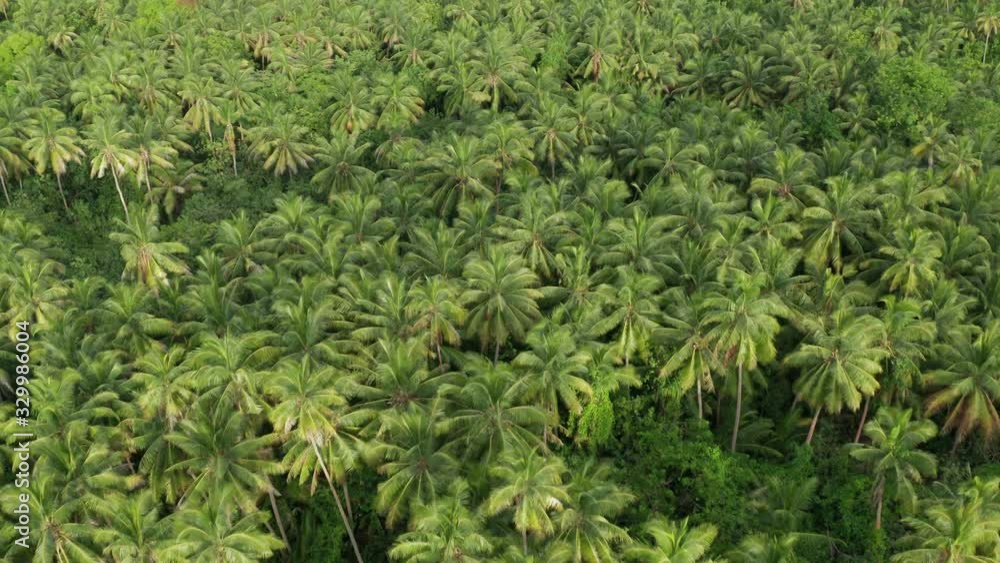 Coconut Palm Trees On The Tropical Island In Fiji On A Hot Sunny Day - Aerial Shot Coconut Palm Trees On The Tropical Island In Fiji On A Hot Sunny Day - Aerial Shot