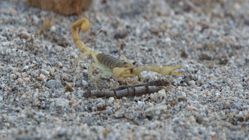 Scorpion walking around in cinematic slow motion. Scorpion walking around in cinematic slow motion.