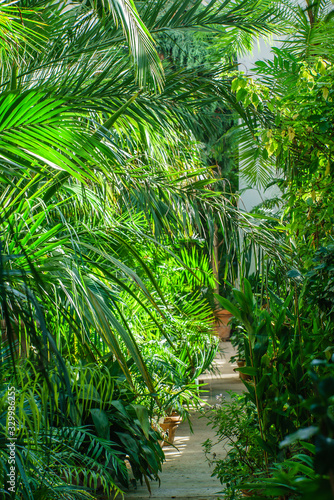 exotic plants in the greenhouse