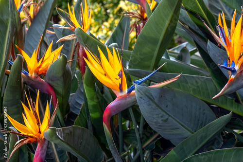 bird of paradise plants in a garden with blurred background