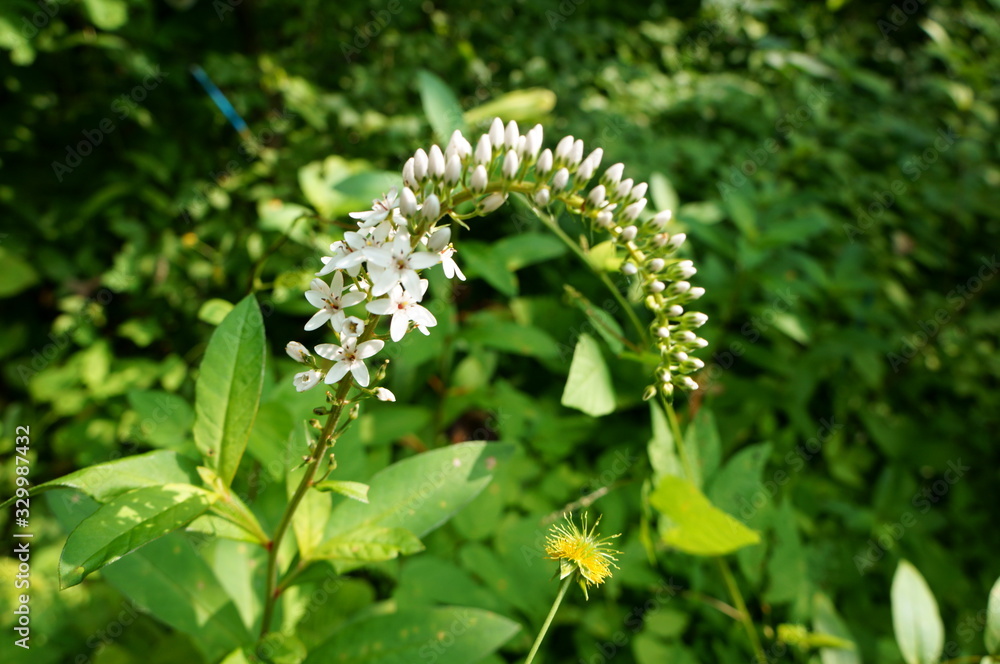 White flower of scientific name White flower of scientific name