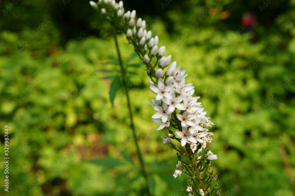 White flower of scientific name White flower of scientific name