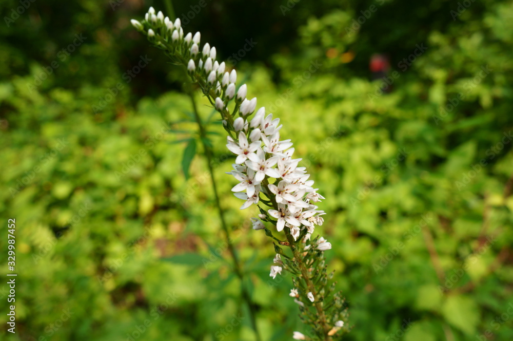 White flower of scientific name White flower of scientific name