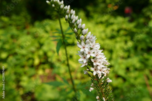 White flower of scientific name "Lysimachia clethroides Duby"
