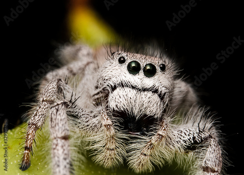 Jumping white spider captured in the nature with black big eyes