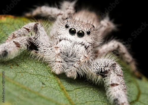 Jumping white spider captured in the nature with black big eyes