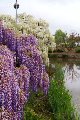 Japanese park with wisteria flowers photo