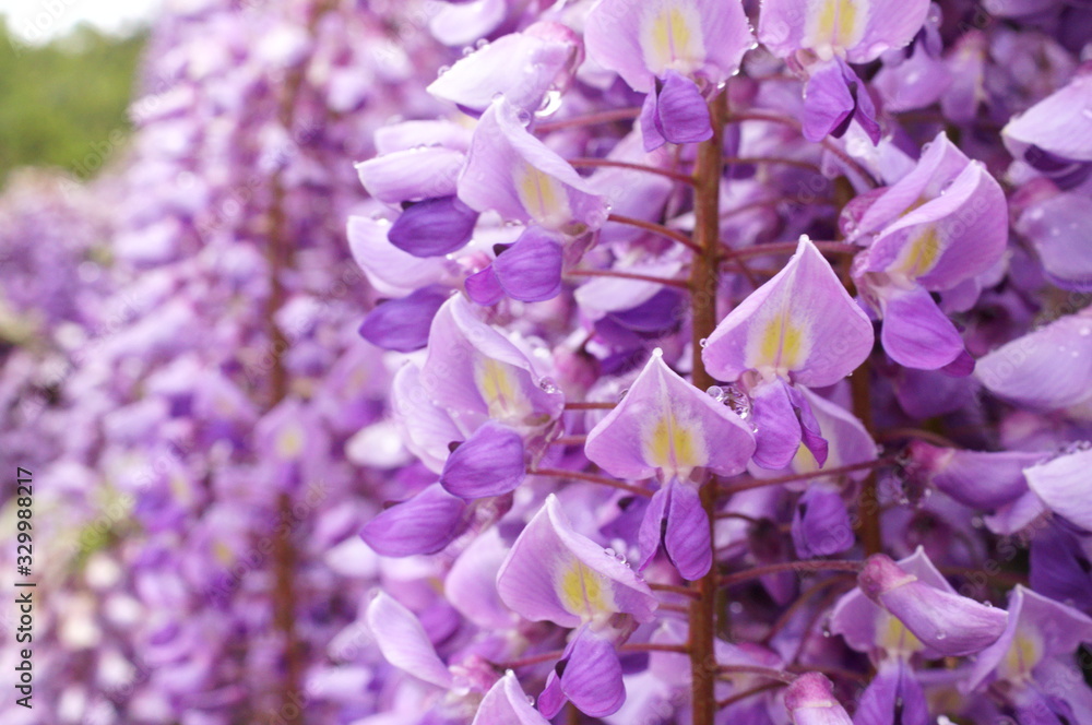 Macro photo of wisteria flower