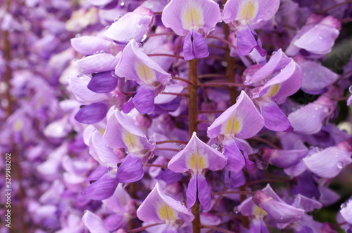 Macro photo of wisteria flower