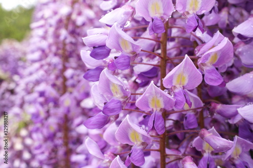 Fototapeta Naklejka Na Ścianę i Meble -  Macro photo of wisteria flower
