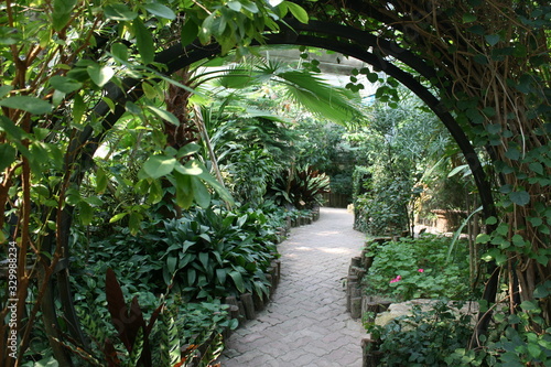 walkway in the garden